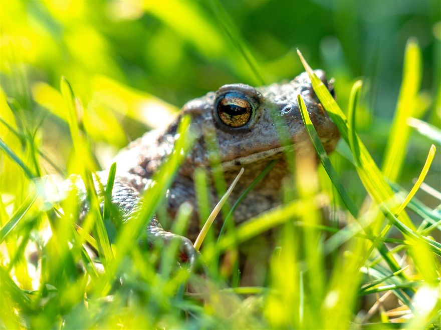 Frog, in our Garden, Malden (NL)